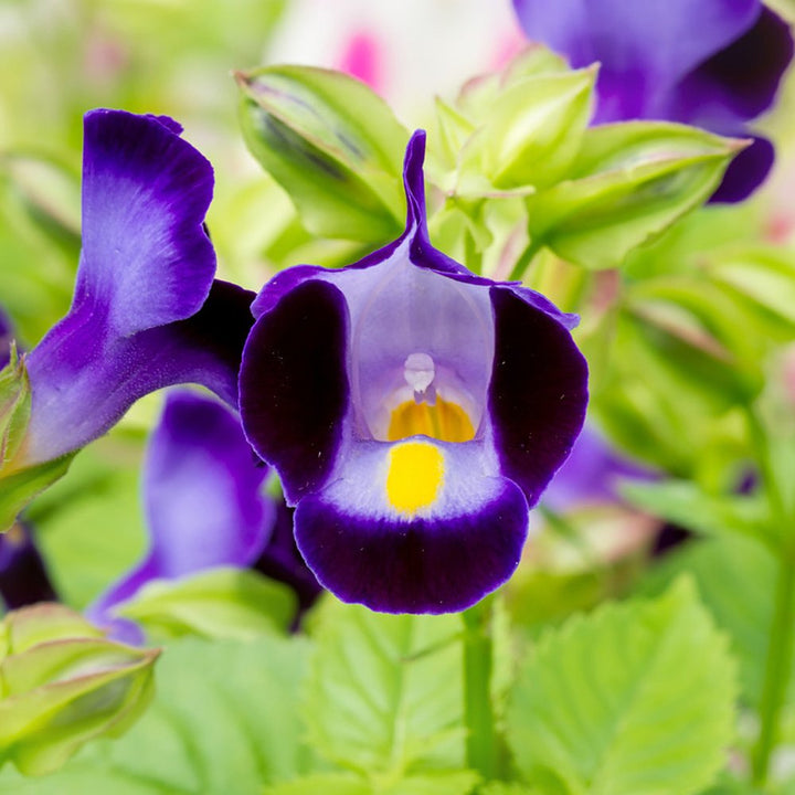 Flower Seeds, Seeds,Seeds For Planting,Plant Seeds