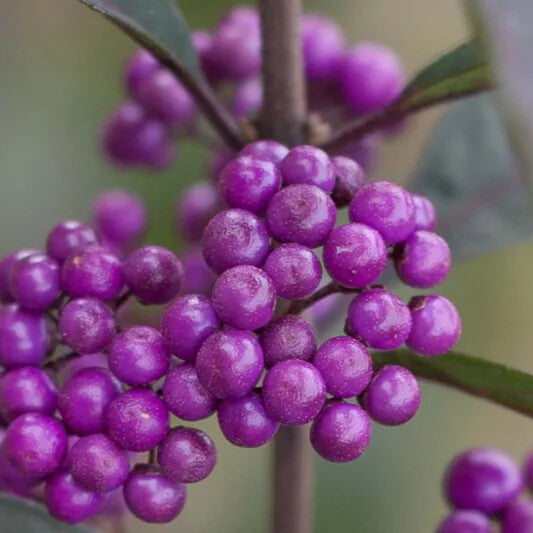 Violet Callicarpa Flower Seeds for Planting – Heirloom Non-GMO, High Germination Organic Garden Seeds