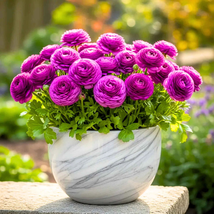Violet Ranunculus Flower Seeds for Planting – Heirloom, Non-GMO, High Germination, Organic Garden Seeds