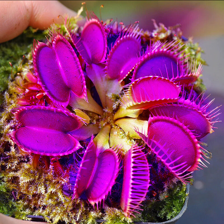 Venus Fly Trap Violet Flower Seeds for Planting – Heirloom Non-GMO, High Germination Organic Garden Seeds