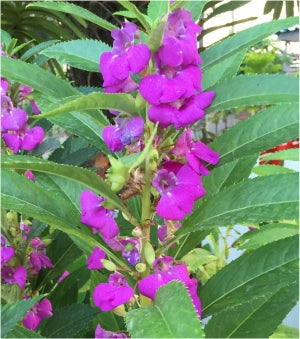 Purple Balsam Flower Seeds for Planting – Heirloom, Non-GMO, Vibrant Colors, High Germination