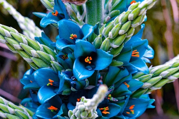 Sky Blue Puya Santosii Flower Seeds for Planting – Heirloom, Non-GMO, Pollinator Friendly, High Germination