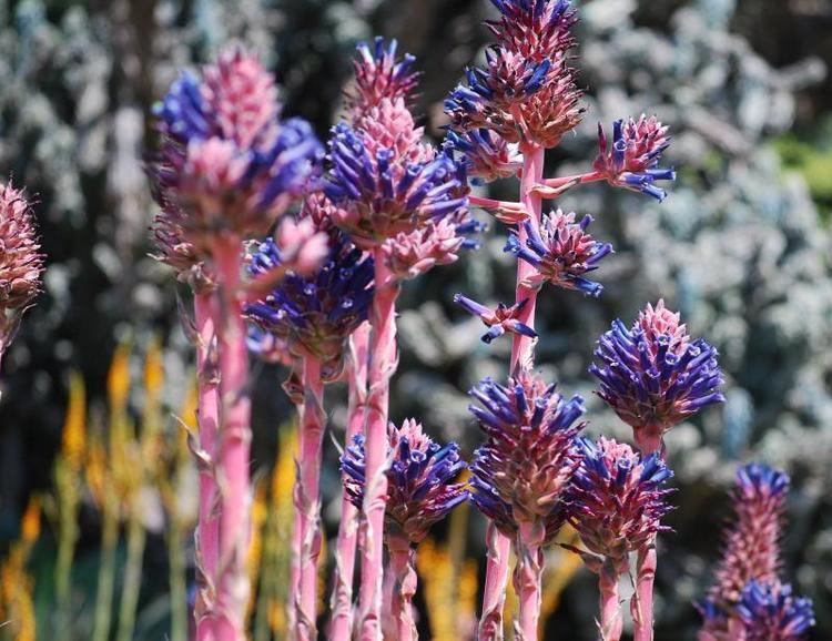 Pink Blue Puya Flower Seeds for Planting – Sun Loving, Heirloom &amp; Non-GMO Seeds for Home Garden