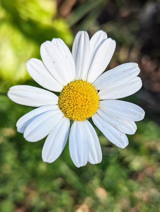 Pyrethrum Flower Seeds for Planting - Heirloom, Non-GMO, High Germination Organic Garden Seeds