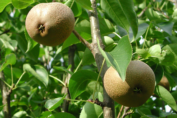 Brown Pyrus Pyrifolia fruit seeds for planting – Heirloom & Non-GMO garden seeds, Asian pear variety for home orchards