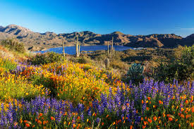 Arizona Flower Seeds for Planting – Seasonal Bloomer, Heirloom & Non-GMO Seeds for Home Garden, 100pcs