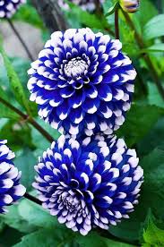 Blue Pompon Dahlia Flower Seeds for Planting – Shade Tolerant, Heirloom & Non-GMO Seeds for Home Garden, 100pcs