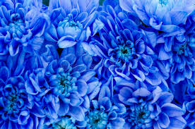 Blue Pompon Dahlia Flower Seeds for Planting – Shade Tolerant, Heirloom & Non-GMO Seeds for Home Garden, 100pcs