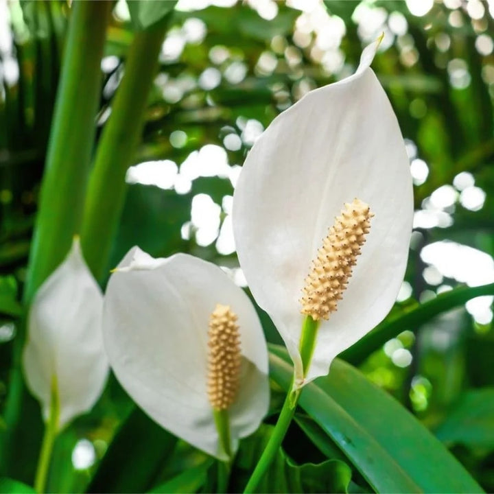 Peace Lily Flower Seeds for Planting – Heirloom Non-GMO Seeds for Home Garden, High Germination