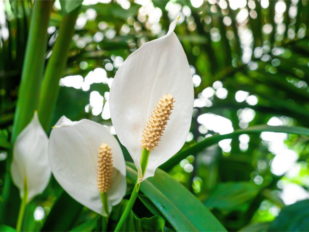 Spathiphyllum Peace Lily Flower Seeds for Planting - Pollinator Friendly, Heirloom & GMO Free Seeds for Home Garden