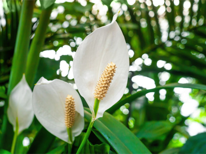 Spathiphyllum Peace Lily Flower Seeds for Planting - Pollinator Friendly, Heirloom & GMO Free Seeds for Home Garden