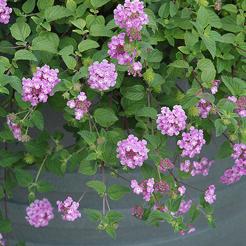 Purple Lantana Flower Seeds for Planting – Hardy Heirloom Non-GMO Organic Garden Seeds