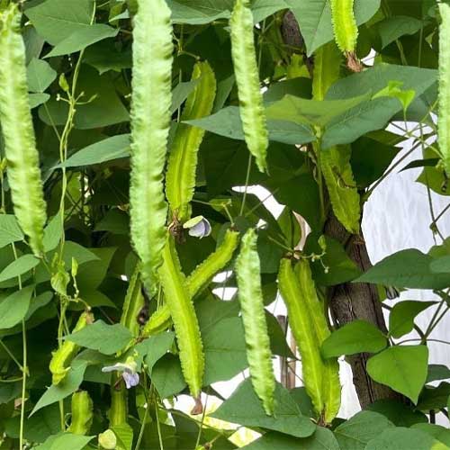 Green Winged Bean Seeds for Planting – Heirloom & Non-GMO Vegetable Seeds for Protein-Rich Unique Pods
