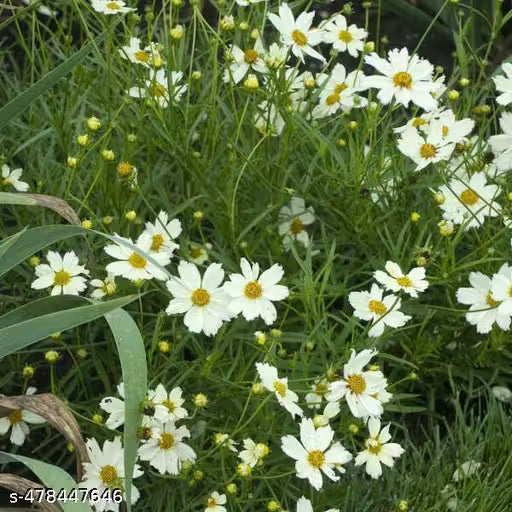 White Coreopsis Flower seeds for Planting - Shade Tolerant, Heirloom & GMO Free Seeds for Home Garden
