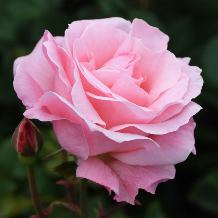 Rose Queen Elizabeth Flower Seeds for Planting – Heirloom, Non-GMO, Vibrant Colors, High Germination