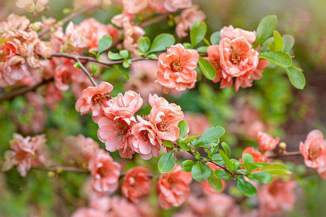 Pink Chaenomeles Flower Seeds for Planting – Beautiful Ornamental Shrub