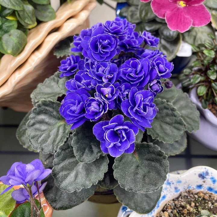 Dark Blue Mini Violet Flower Seeds for Planting – Heirloom, Non-GMO, Shade-Tolerant Organic Garden Seeds