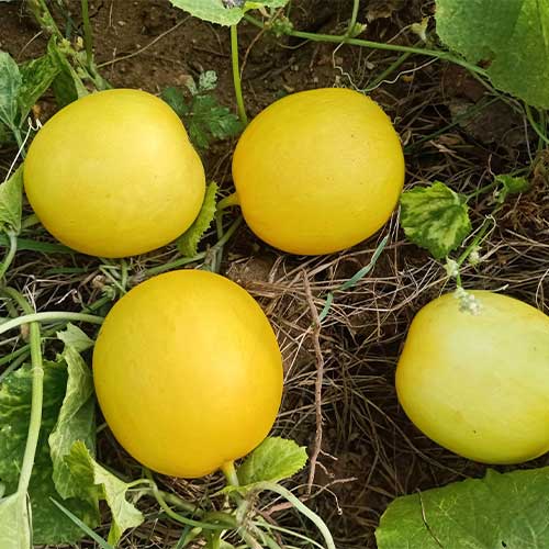 Yellow Cucumber Seeds for Planting – Heirloom & Non-GMO Vegetable Seeds for Unique Crisp Harvests