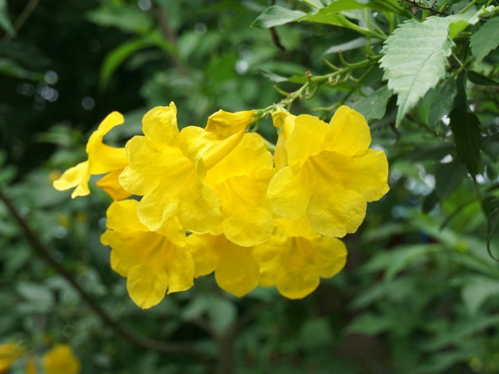 Esperanza Flower Seeds for Planting – Heirloom Non-GMO, High Germination Organic Garden Seeds
