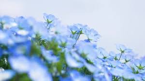 Blue Gypsophila Flower Seeds for Planting | Heirloom Non-GMO Organic Garden Seeds | Hardy Variety, 100pcs