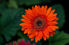 Mexican Flower Seeds for Planting | Heirloom Non-GMO Organic Garden Seeds | Fragrant Blossoms, 100pcs