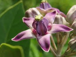 Calotropis Flower Seeds for Planting | Heirloom Non-GMO Organic Garden Seeds | Drought Tolerant, 100pcs
