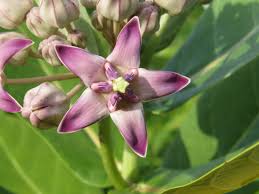 Calotropis Flower Seeds for Planting | Heirloom Non-GMO Organic Garden Seeds | Drought Tolerant, 100pcs