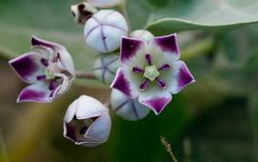 Calotropis Flower Seeds for Planting | Heirloom Non-GMO Organic Garden Seeds | Drought Tolerant, 100pcs