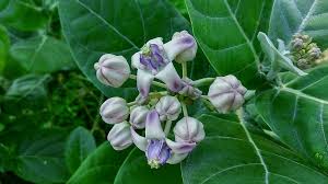 Calotropis Flower Seeds for Planting | Heirloom Non-GMO Organic Garden Seeds | Drought Tolerant, 100pcs