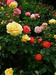 Tricolour Rose Standard Flower Seeds for Planting | Heirloom Non-GMO Organic Garden Seeds | Colorful Display, 100pcs