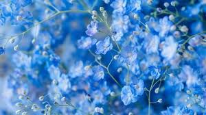 Blue Gypsophila Flower Seeds for Planting | Heirloom Non-GMO Organic Garden Seeds | Hardy Variety, 100pcs