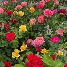 Tricolour Rose Standard Flower Seeds for Planting | Heirloom Non-GMO Organic Garden Seeds | Colorful Display, 100pcs
