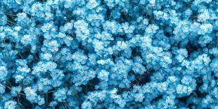 Blue Gypsophila Flower Seeds for Planting | Heirloom Non-GMO Organic Garden Seeds | Hardy Variety, 100pcs