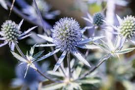 Eryngium Planum Flower Seeds for Planting | Heirloom Non-GMO Organic Garden Seeds | Perfect for Borders, 100pcs