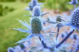 Eryngium Planum Flower Seeds for Planting | Heirloom Non-GMO Organic Garden Seeds | Perfect for Borders, 100pcs