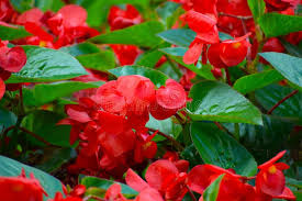 Mixed Begonia Flower Seeds for Planting | Heirloom Non-GMO Organic Garden Seeds | Long Bloom Season, 100pcs