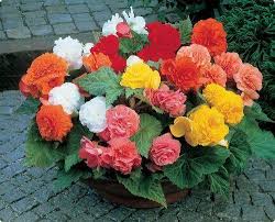 Mixed Begonia Flower Seeds for Planting | Heirloom Non-GMO Organic Garden Seeds | Long Bloom Season, 100pcs