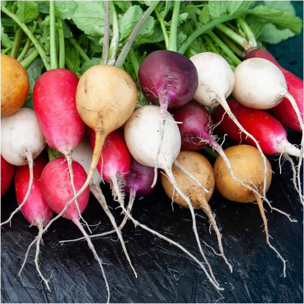 Radieschen Seeds for Planting – Heirloom Non-GMO Crisp German Radish Vegetable Garden Seeds with High Germination