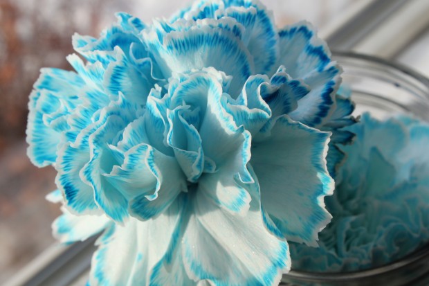 Flower Seeds, Seeds,Seeds For Planting,Plant Seeds