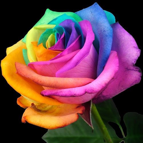 Multi-Colour Rose Flower Seeds for Planting – Heirloom, Non-GMO, High Germination Organic Garden Seeds