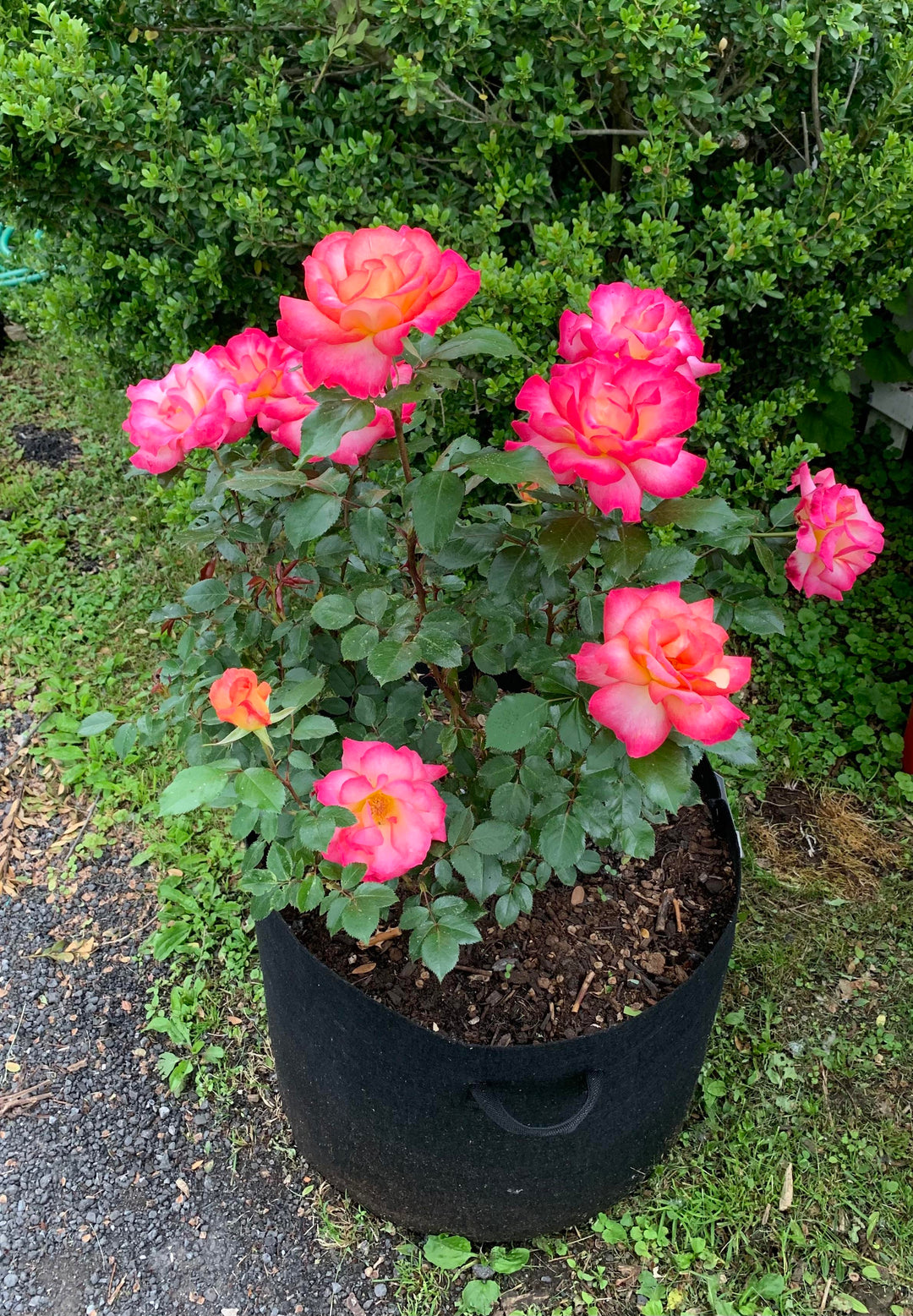 Sorbet Roses Floribunda Flower Seeds for Planting – Heirloom, Non-GMO, Pollinator Friendly Garden Seeds
