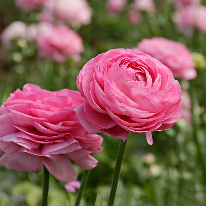 Light Pink Ranunculus Flower Seeds for Planting – Heirloom, Non-GMO, Organic Garden Seeds, High Germination