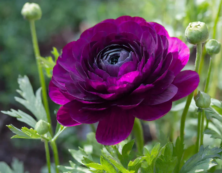 Flower Seeds, Seeds,Seeds For Planting,Plant Seeds