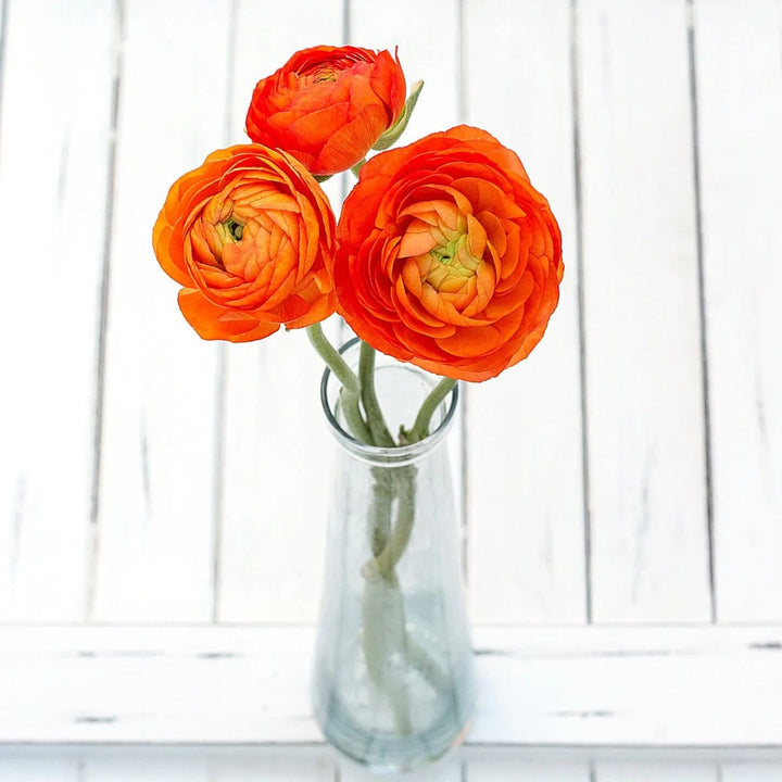 Orange Ranunculus Flower Seeds – Perfect for Borders, Heirloom &amp; Non-GMO Seeds for Home Garden