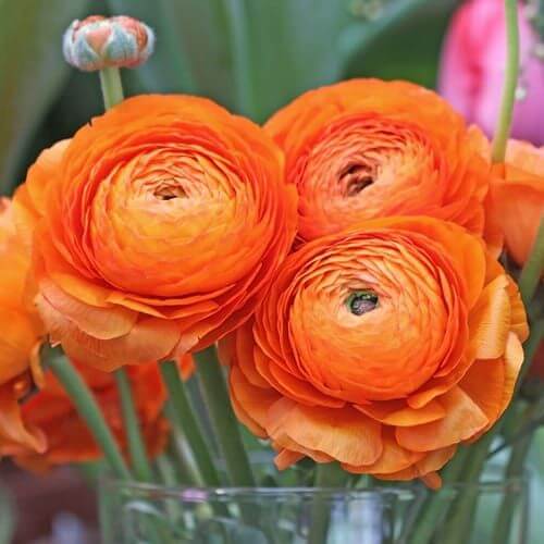 Orange Ranunculus Flower Seeds – Perfect for Borders, Heirloom &amp; Non-GMO Seeds for Home Garden