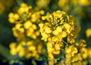 Yellow Edible Rape Flower Seeds for Planting – Heirloom Non-GMO, High Germination Organic Garden Seeds