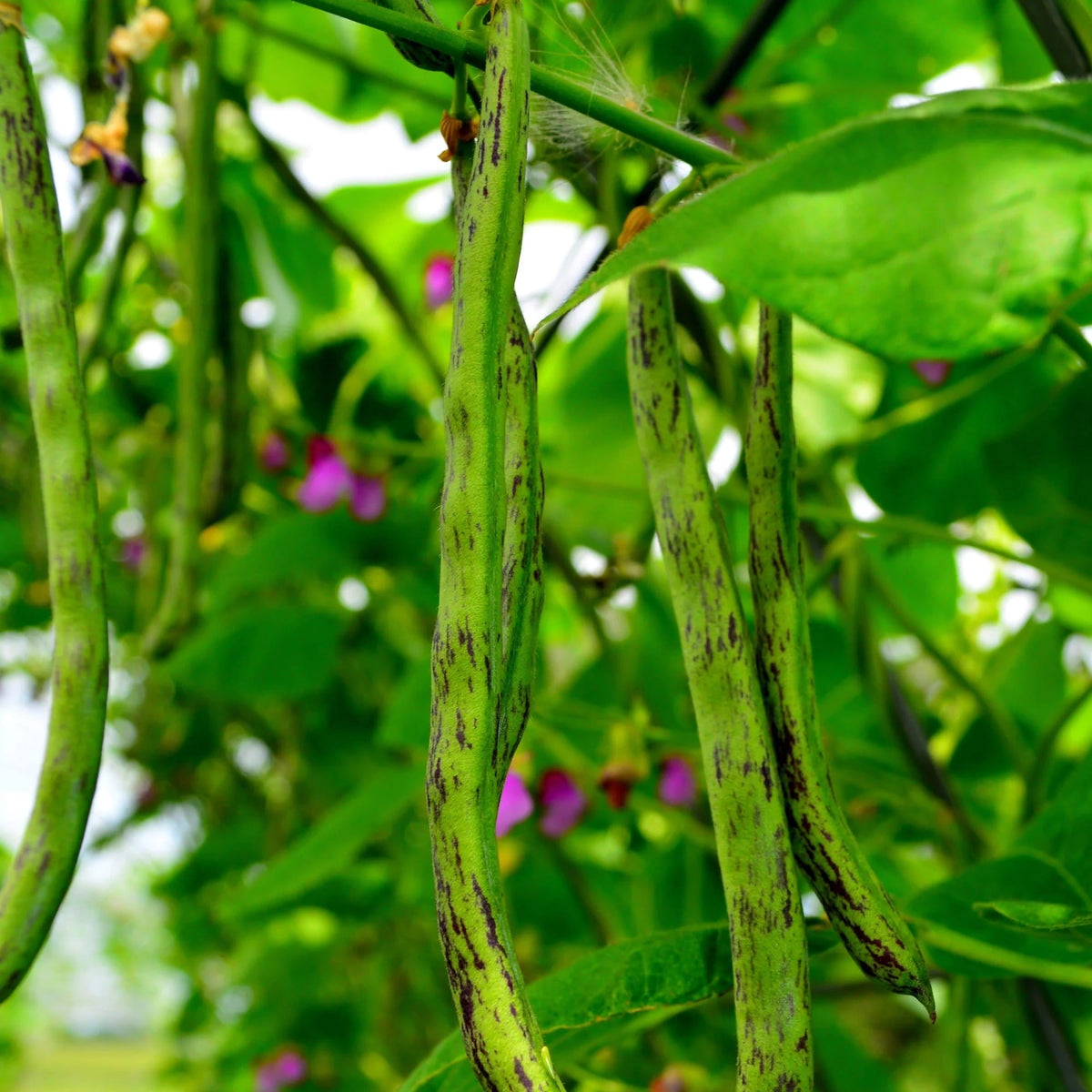 Rattlesnake Bean Seeds for Planting – Heirloom Non-GMO Striped Pole Beans – Organic Garden Seeds, High Germination