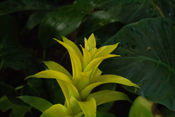 Bromeliad Tillandsia Bulbosa Yellow Seeds for Planting – Heirloom, Non-GMO, High Germination Organic Seeds