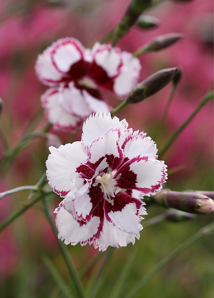 Carnation Dianthus Flower Seeds for Planting Cream – Fragrant Blossoms, Heirloom, Non-GMO, High Germination Organic Garden Seeds