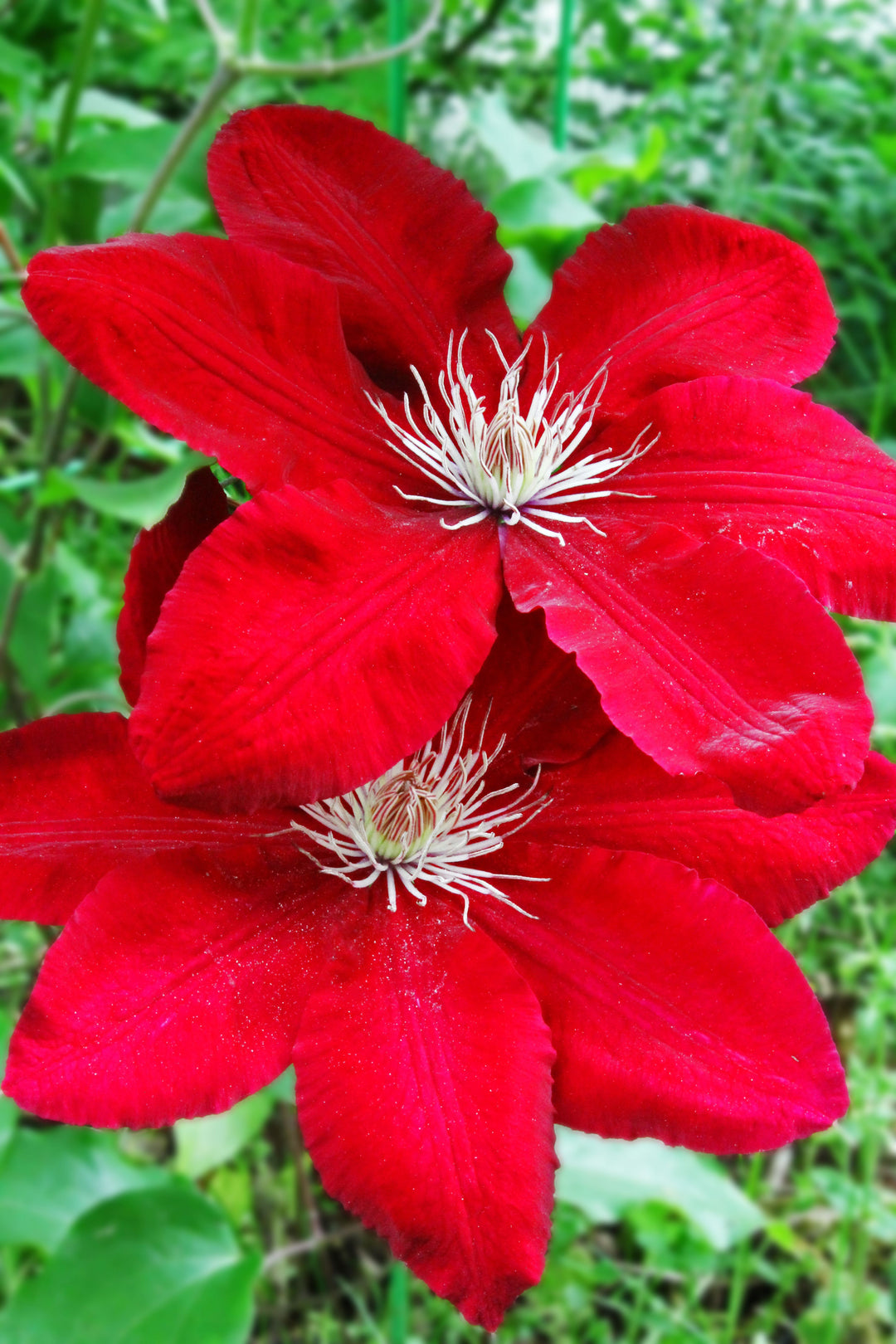 Light Red Clematis Flower Seeds for Planting – Bright Blooms, Heirloom & Non-GMO Home Garden Seeds